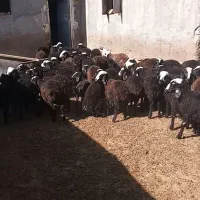 فروش میش وبره ماده ونر