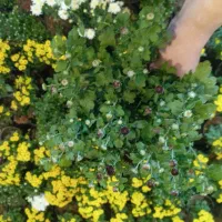 گل داوودی خیلی پر بوته ۵۰ تومن|گل و گیاه طبیعی|رشت, حمیدیان|دیوار