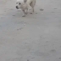 فروش سک پامر|سگ|بهبهان, |دیوار