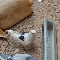 پلاکی و دوکت|پرنده|بندر گناوه, |دیوار