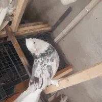 کفتر کبوتر هما