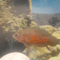 اکواریوم با لوازم ۷ عدد ماهی اسکار و۲تا لجن خار|ماهی|سراب, |دیوار