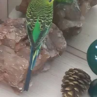 قفس بسیاربزرگ با پایه متحرک و۳عددپرنده