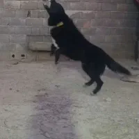 سگ نگهبان نر