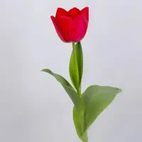 گوشی پیداشده در محدوده سفیدار شترخوار