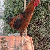 فروش خروس لاری
