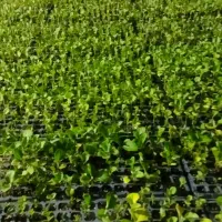 نشا گلخانه ای (فقط بادمجون )