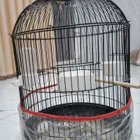 قفس پرنده تمیز و سالم