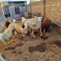 بره قوچ|حیوانات مزرعه|سیلاخور, |دیوار