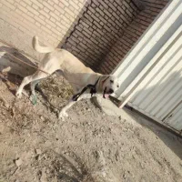 یه دونه سگ عراقی|سگ|کهریزک, |دیوار
