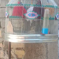سهره خاکی شامرغ بیضا