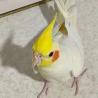 سه عدد عروس هلندی لوتینو ماده