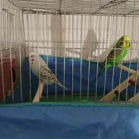 یک جفت مرغ عشق انگلیسی گرید B|پرنده|مهاباد (آذربایجان غربی), |دیوار