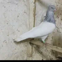 نروماده کله الماسی|پرنده|قم, شهرک فاطمیه|دیوار