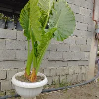 بابا آدم حراج