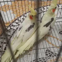 عروس هلندی دوکت|پرنده|عسلویه, |دیوار