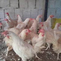 مرغ سفیداول ماه|حیوانات مزرعه|قم, بیانی|دیوار