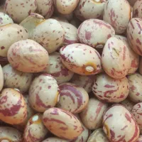 چیتی خالص ایرانی رقم صالح