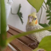 پرنده|پرنده|خمینیشهر, |دیوار