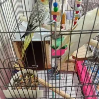 عروس هلندی|پرنده|نسیم‌شهر, |دیوار