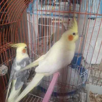 پرنده عروس هلندی