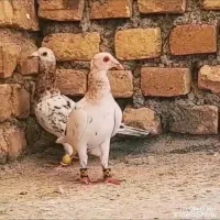 سارماده