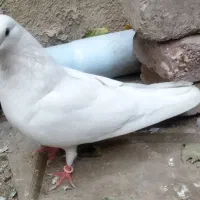 کفتر سفید باجوجه|پرنده|ری, شهادت|دیوار