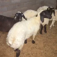 بره ماده چاق|حیوانات مزرعه|یزد, |دیوار