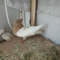 سینه زرد کله زرد ملاثانی|پرنده|اهواز, کیانپارس |دیوار