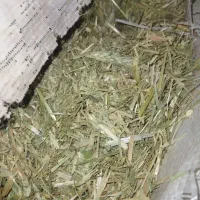 کاه سفید|لوازم جانبی حیوانات|لردگان, |دیوار