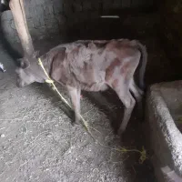 گوساله ماده