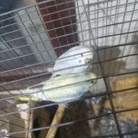 پرنده|پرنده|پره‌سر, |دیوار