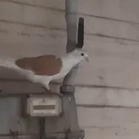 کفتر دوکت کاکل دار