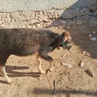 گوساله کردی