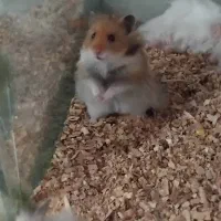 همستر میمیاتوری|موش و خرگوش|شیراز, سلطان آباد|دیوار