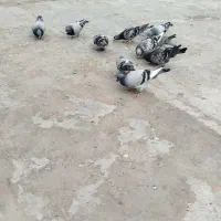 کبوتر مسافتی