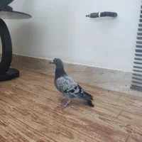 کبوتر کفتر سبز پولکی آلمانی دم کوتاه نر