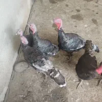 بوقلمون،مرغ،خروس