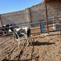 گوساله سیمینتال|حیوانات مزرعه|قیدار, |دیوار