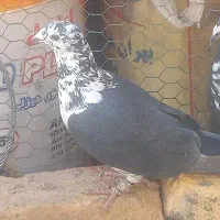 کفتر پلاکی|حیوانات|مرودشت, ژیان|دیوار