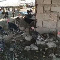 بوقلمون