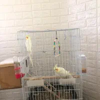 طوطی  عروس  نرو ماده