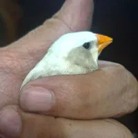 فنچ نر کاکلی و ماده ایزابل|پرنده|تهران, پونک|دیوار