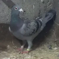 کبوتر  کفتر