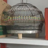 قناری قفس|پرنده|مشهد, ایثارگران|دیوار