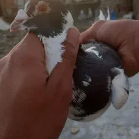 نر پلنگ سیاه زاجر