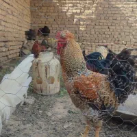 مرغ و خروس|حیوانات مزرعه|ملایر, |دیوار