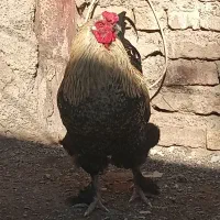خروس چهل تاج برهما