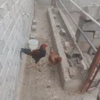 مرغ و خروس لاری|حیوانات مزرعه|بافق, |دیوار