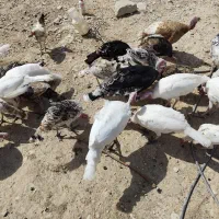 فروش بوقلمون محلی|حیوانات مزرعه|گیلان غرب, |دیوار